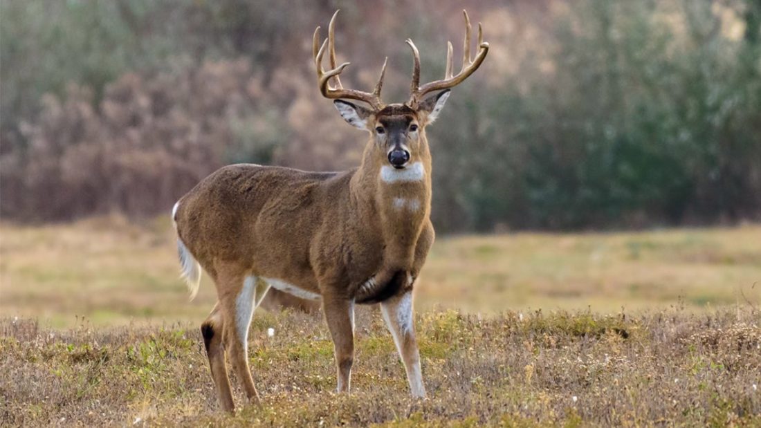 Whitetail Deer Hunting Tips, Tricks + Tactics